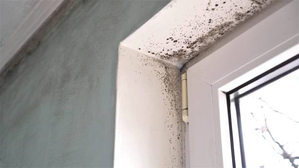 Best Mold Testing and Inspection Services in Uvalde Estates, TX