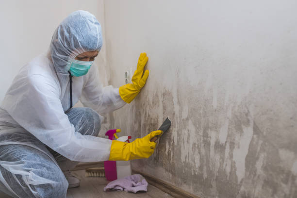 Best Post-Flood Mold Remediation in Uvalde Estates, TX