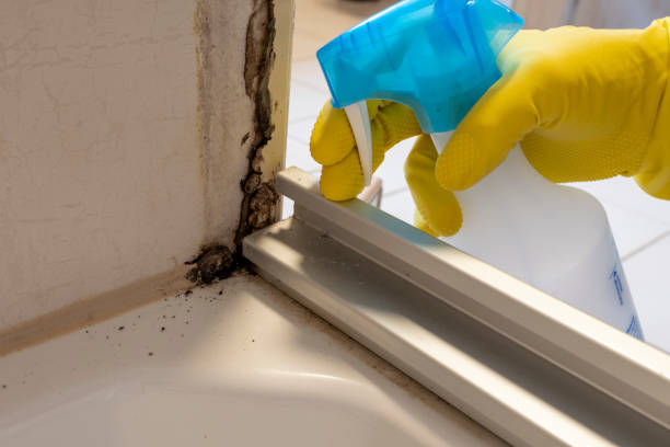 Best Attic Mold Remediation in Uvalde Estates, TX