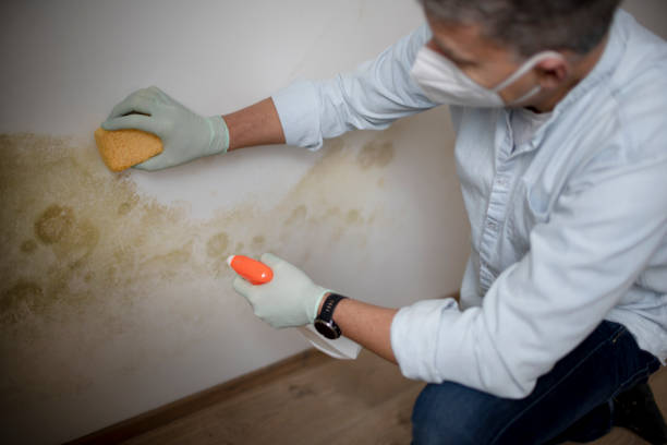 Best Emergency Mold Remediation in Uvalde Estates, TX