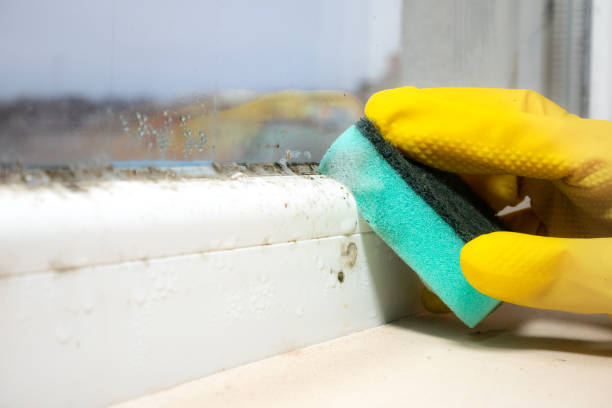 Best Attic Mold Remediation in Uvalde Estates, TX