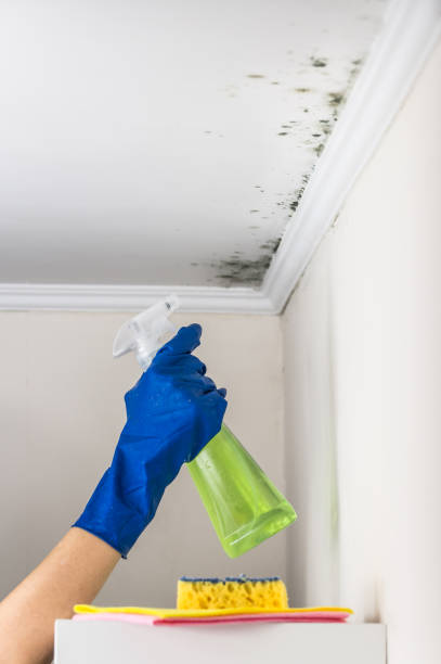 Best Mold Remediation for Specific Building Types in Uvalde Estates, TX
